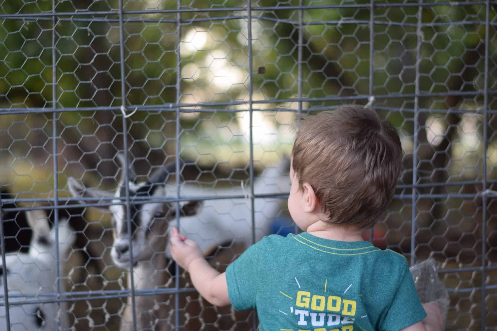 little boy looking through fence at goats