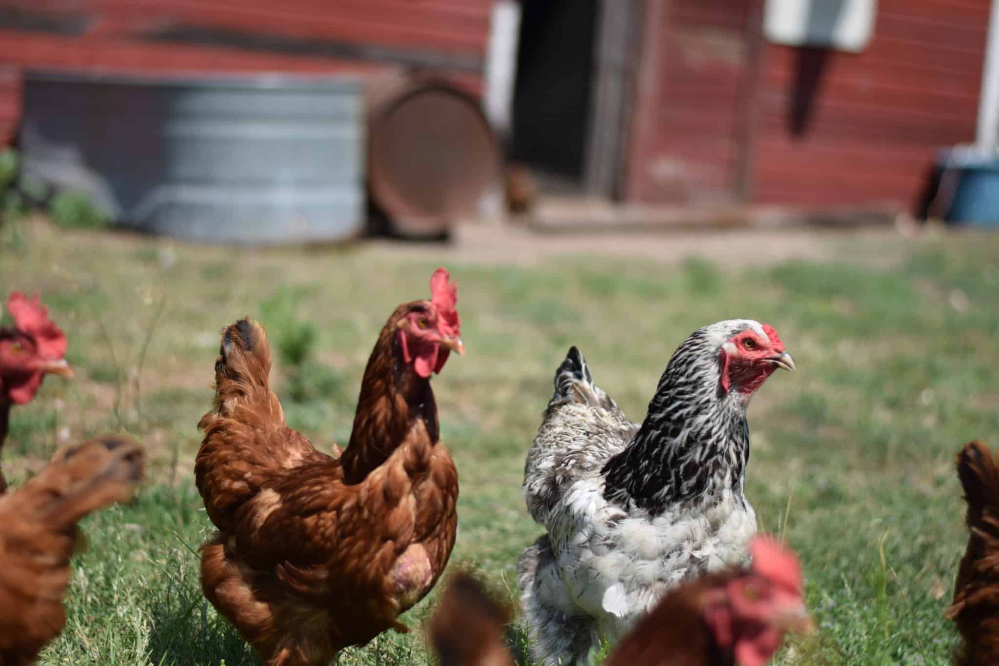 group of chickens in a grassy run