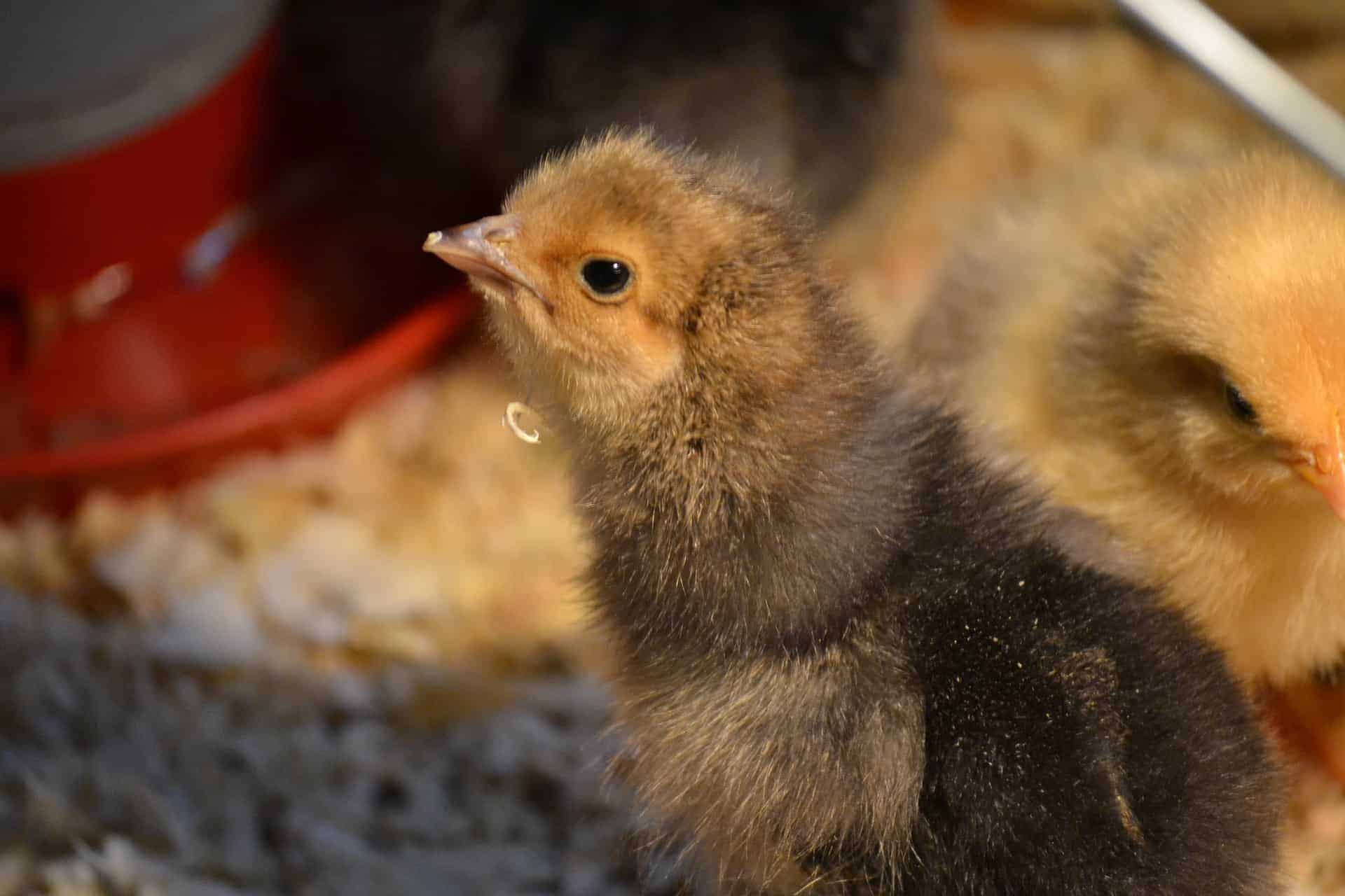 newly hatched baby chicken 