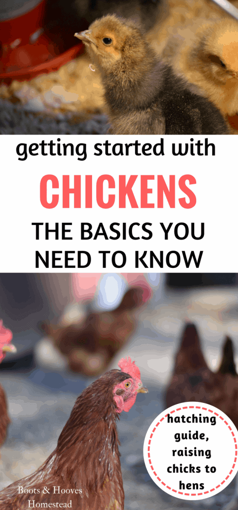 getting started with raising chickens. the basics of getting started with new chickens.