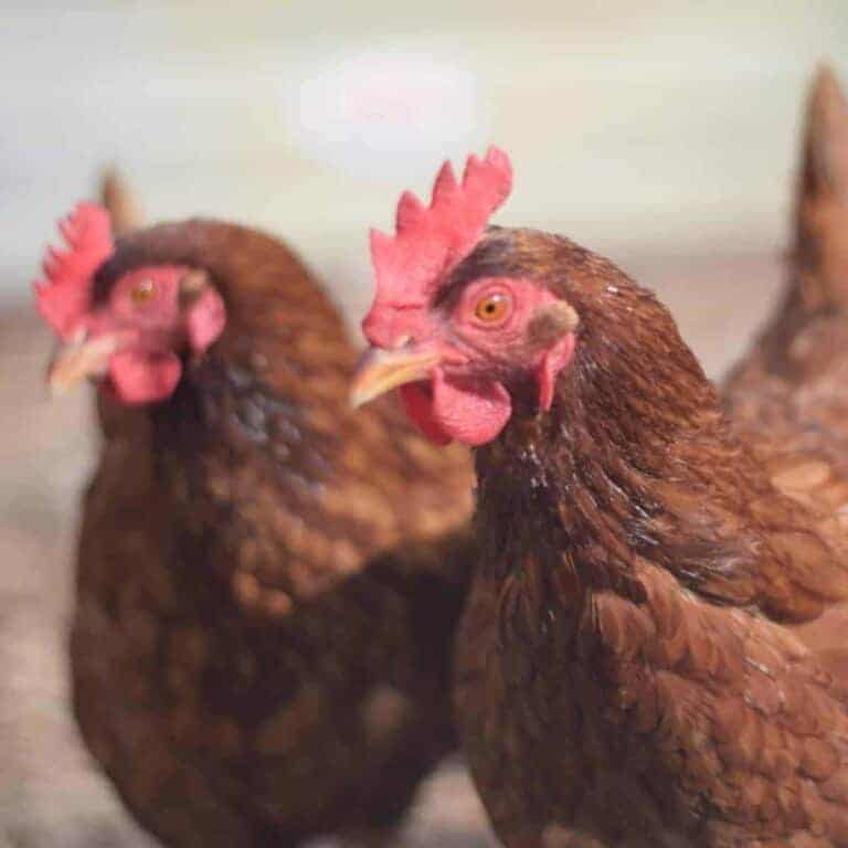 two Rhode Island Red chickens