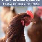 How to Raise Chickens for Beginners - Boots & Hooves Homestead