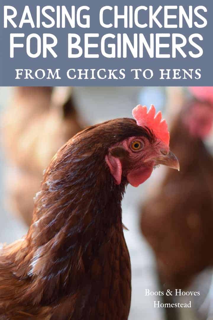 How to Raise Chickens for Beginners - Boots & Hooves Homestead