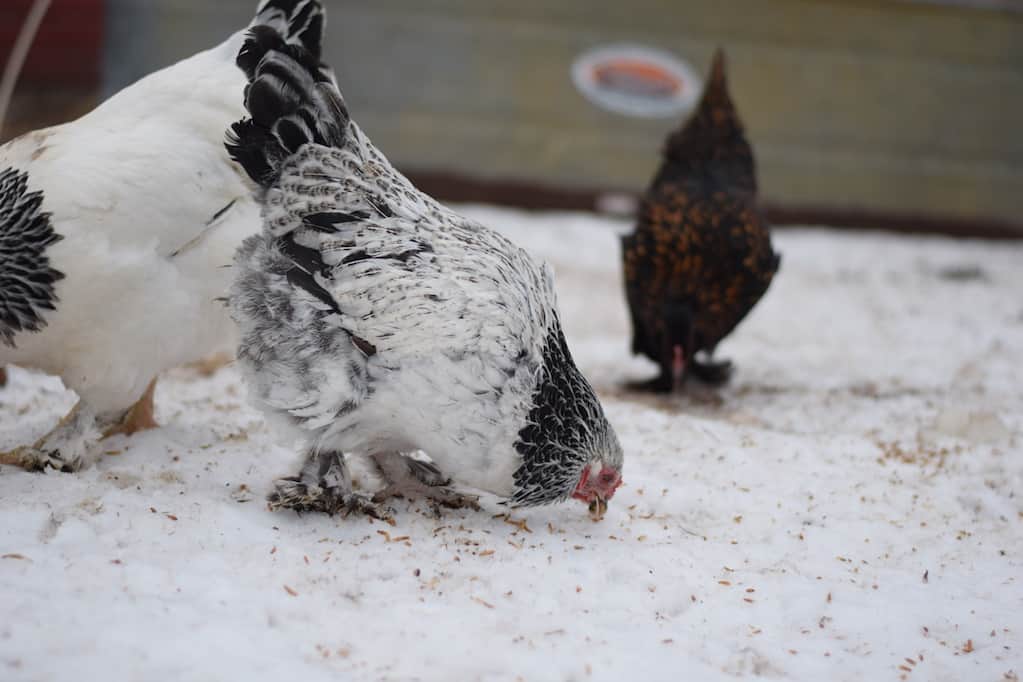 brahma chickens eating meal worms on snow
