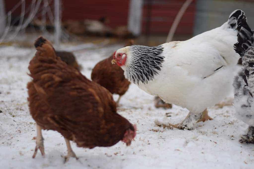 group of chickens eating meal worms on snow