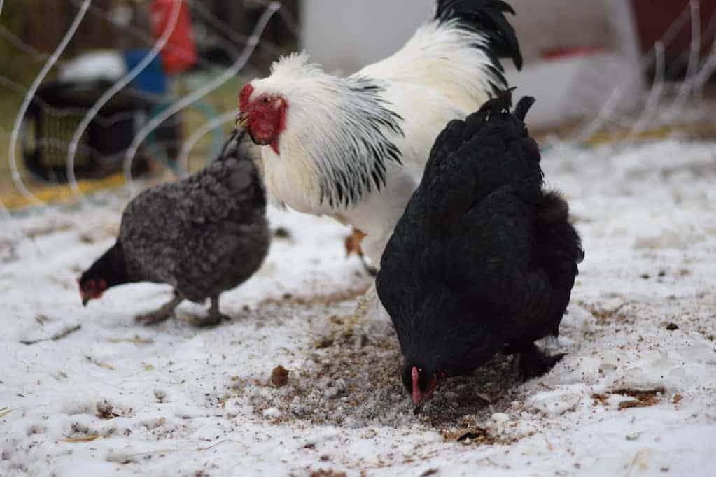 chickens eating grain on top of snow