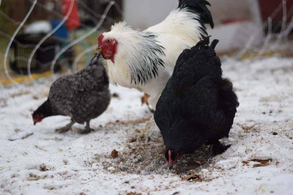 How to Raise Chickens in Winter — K&H Pet Products