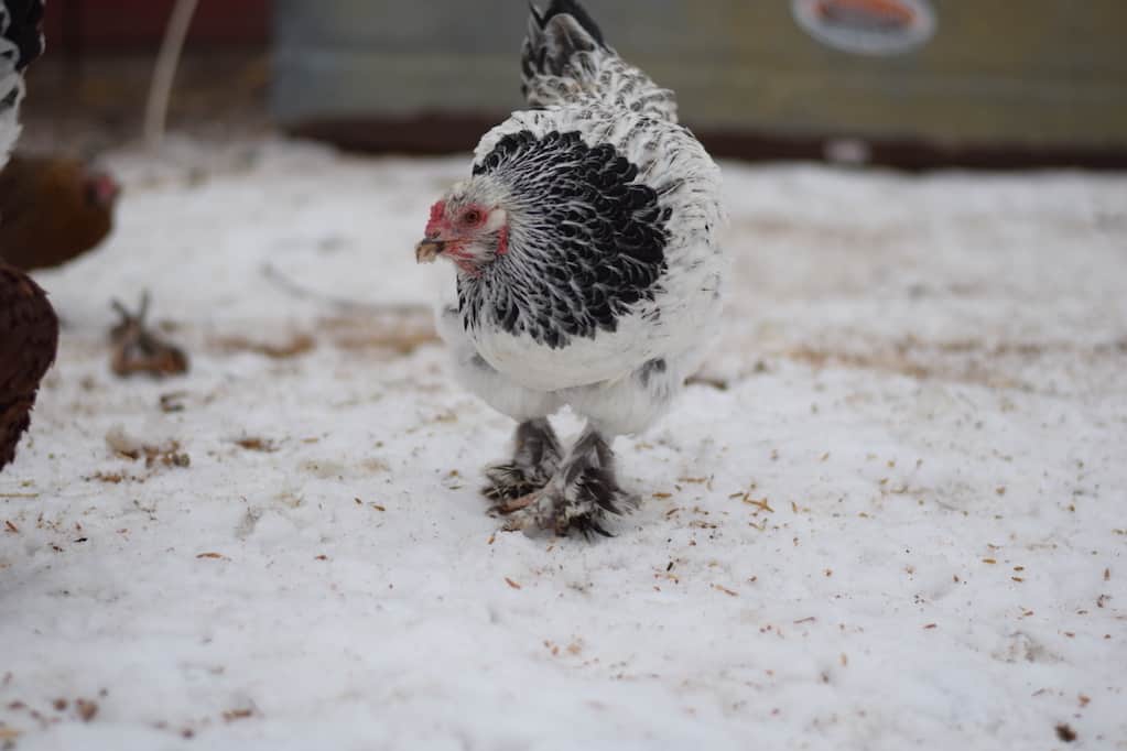 brahma chicken walking on snow