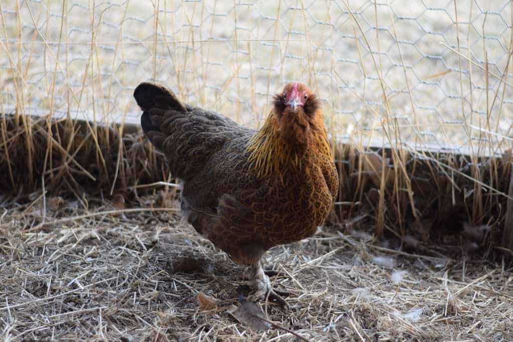 small hen standing next to chicken run fence