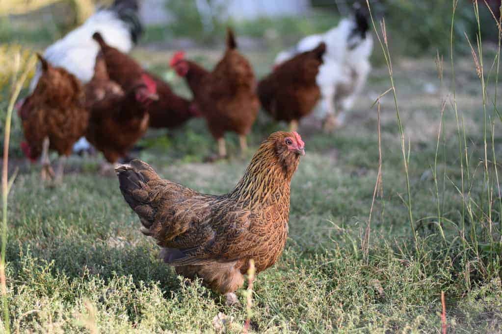 group of chickens in a grassy yard