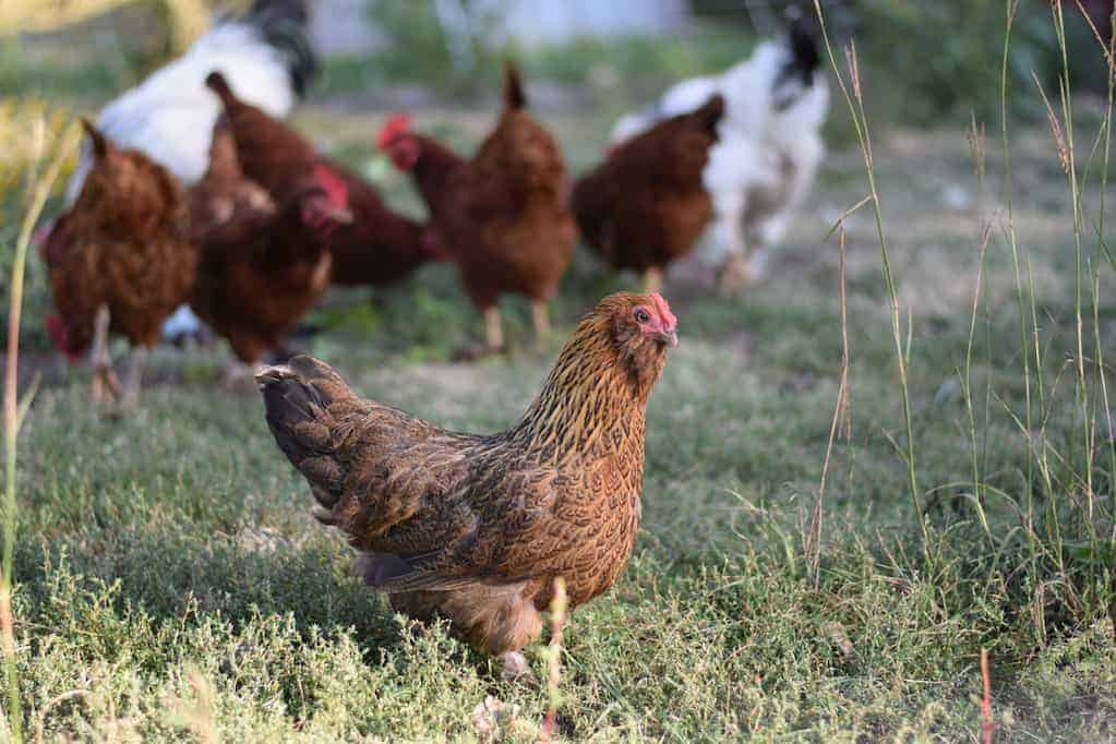 group of chickens foraging in grassy lawn