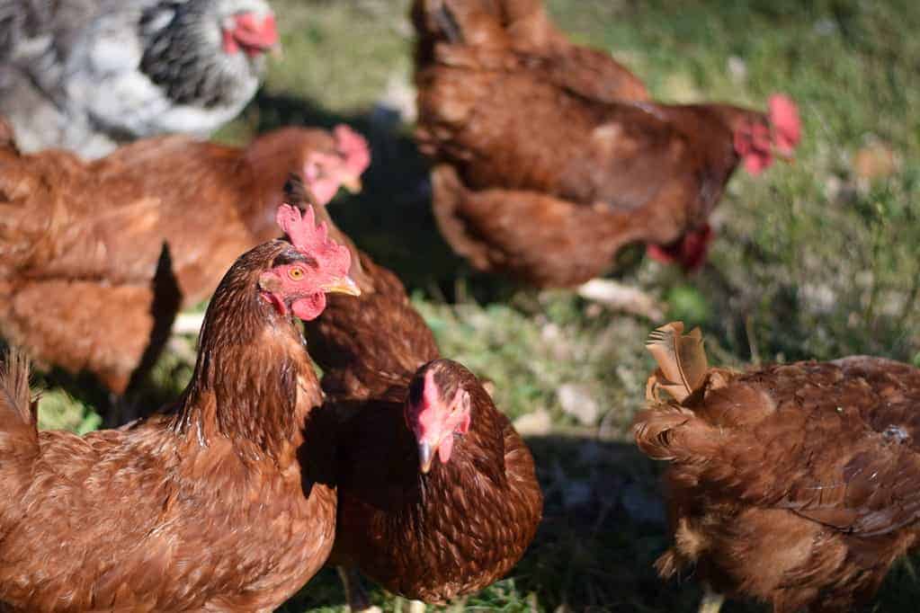 our chickens eating green tomatoes