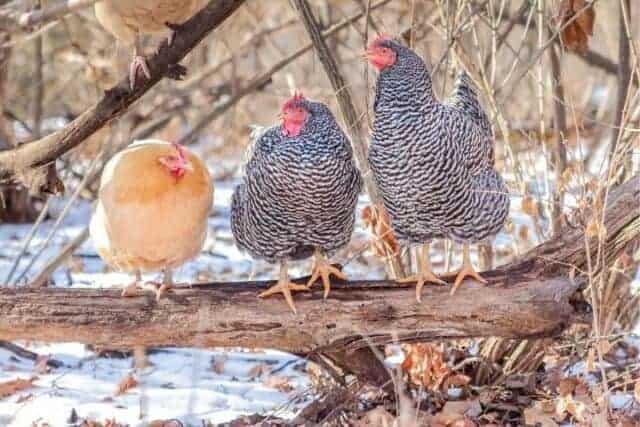 How to Raise Chickens for Beginners - Boots & Hooves Homestead