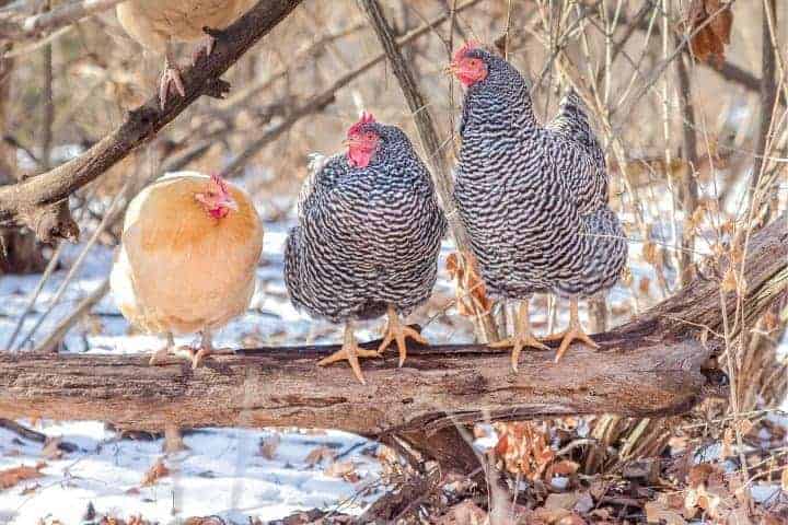 raising chickens in the winter with snow and perched on a branch
