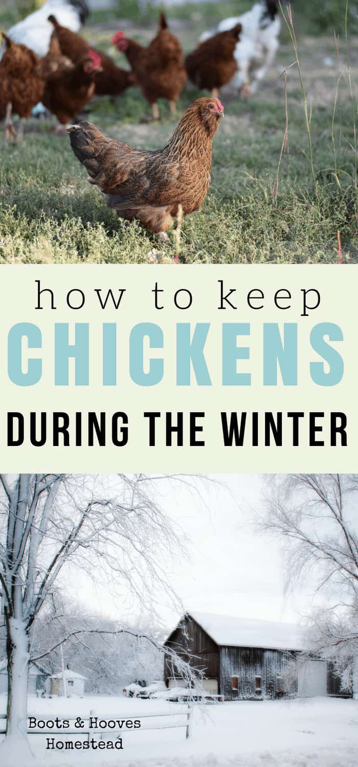 Guide to Raising Chickens in the Winter - Boots & Hooves Homestead