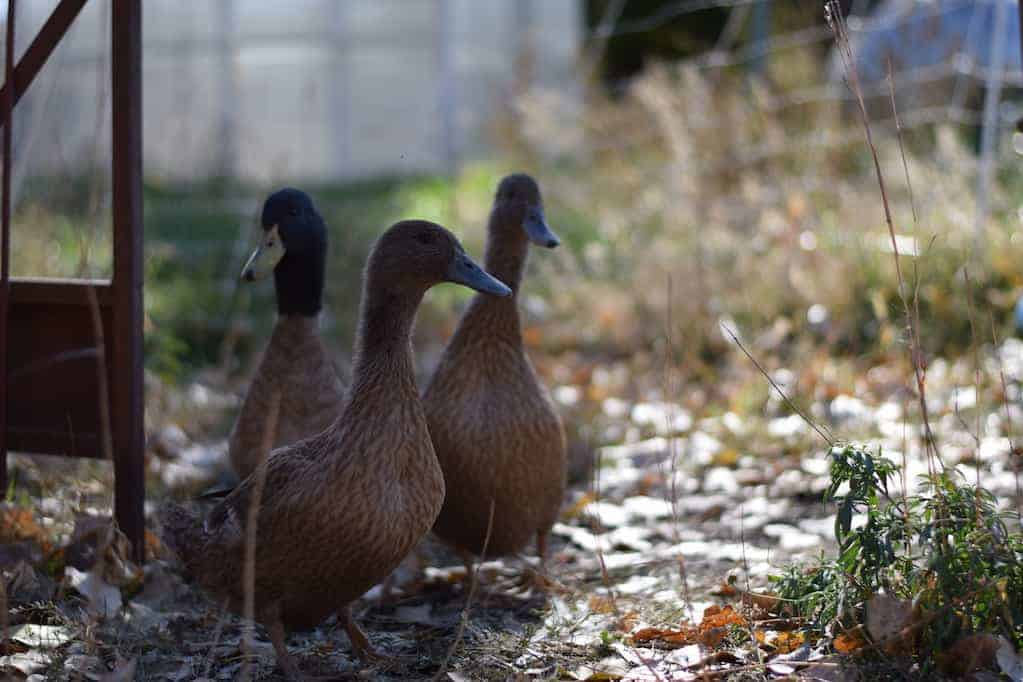 ducks in a fenced in chicken run