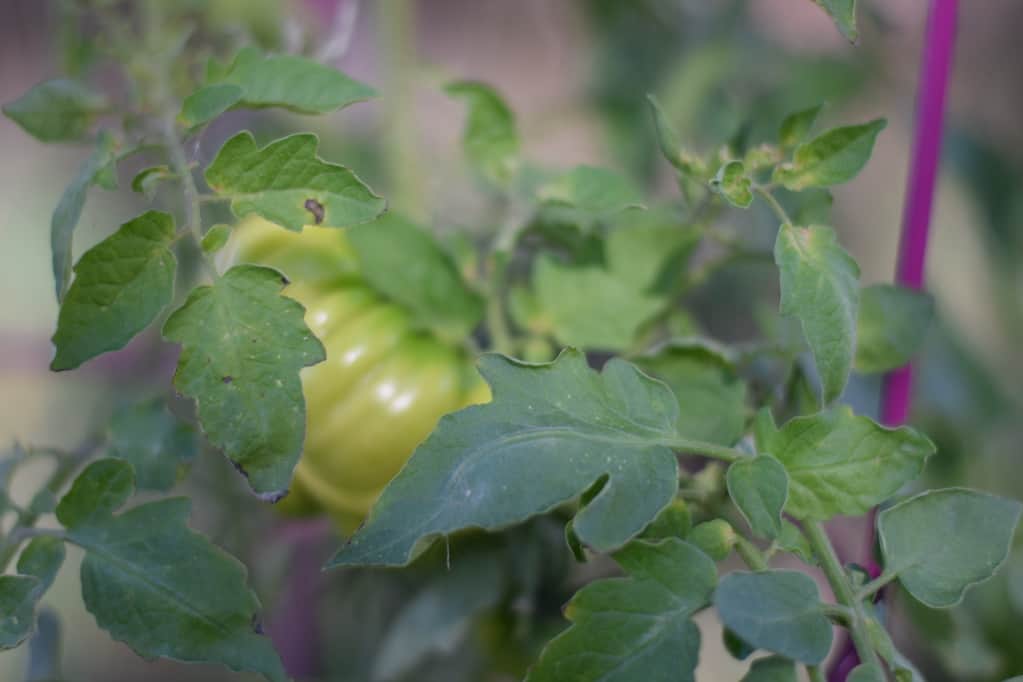 green tomatoes on purple tomato cage