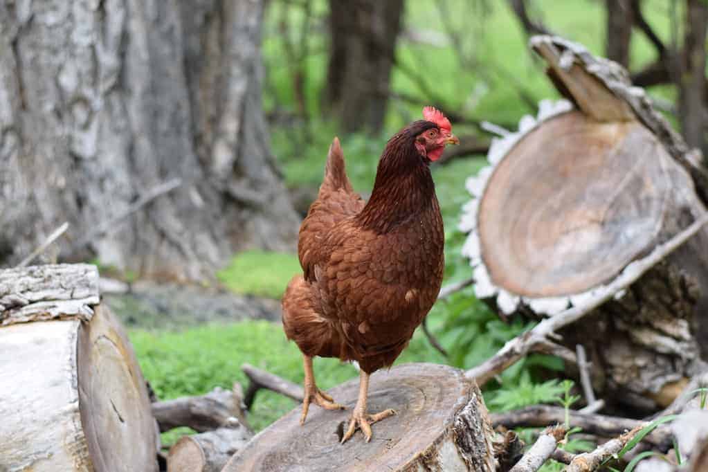 chicken standing on a wood pile 