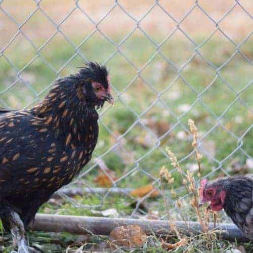 Raising Chickens - Resources to Get Started - Boots & Hooves Homestead