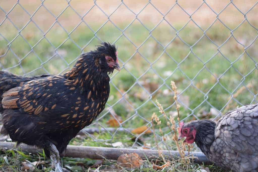 two hens standing next to a fence in the chicken run