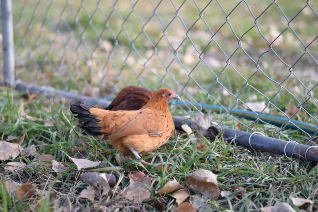 two small hens standing next to a fence