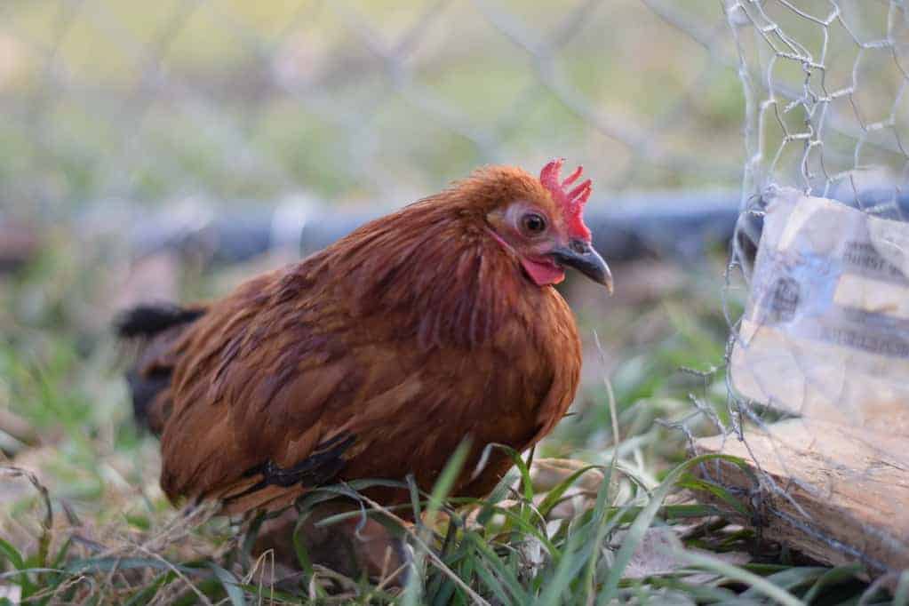 one of the new hens standing next to a fence