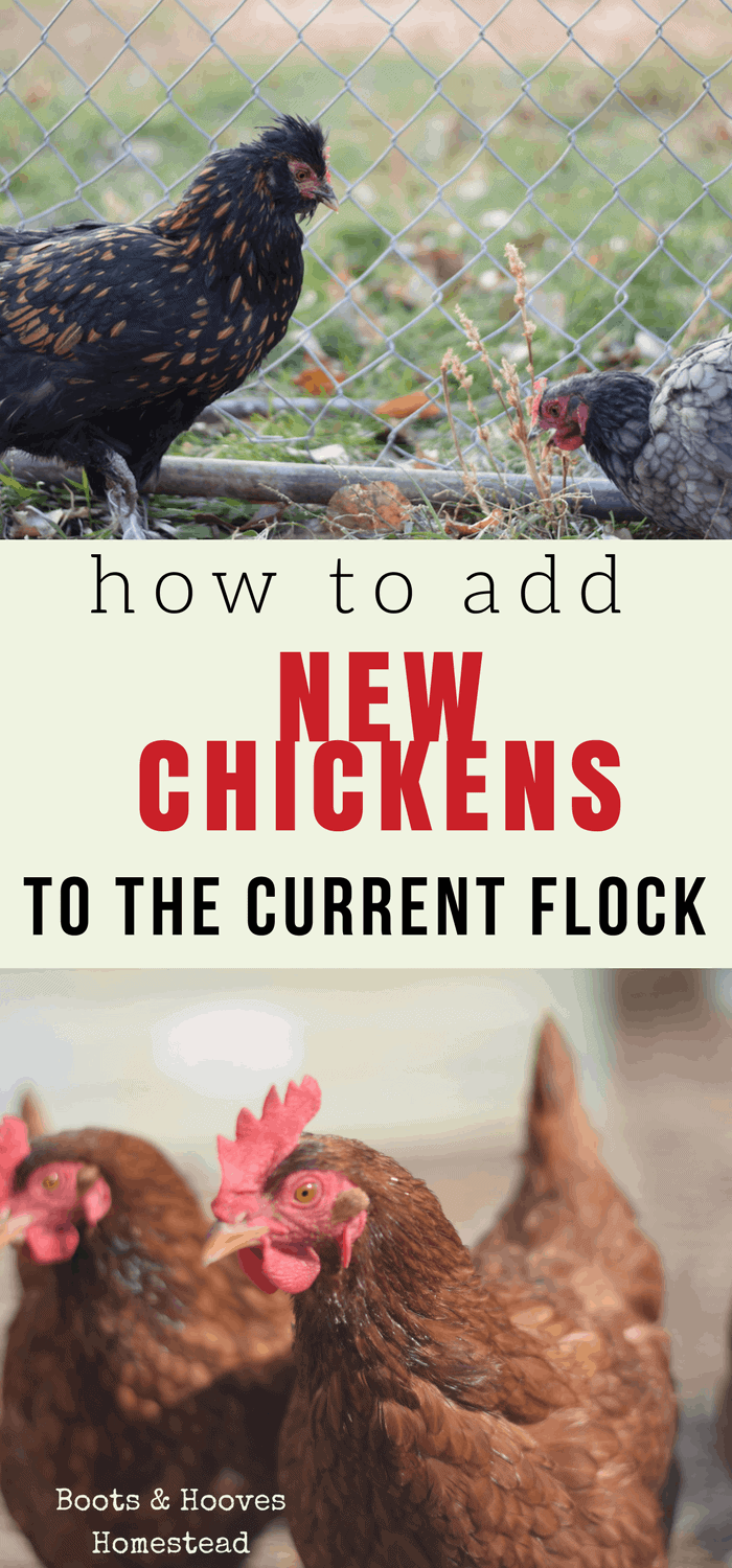 How To Introduce New Chickens To The Current Flock - Boots & Hooves ...