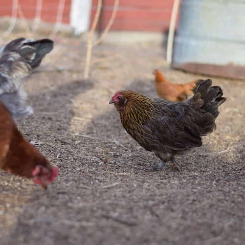 new chickens getting acquainted with each other