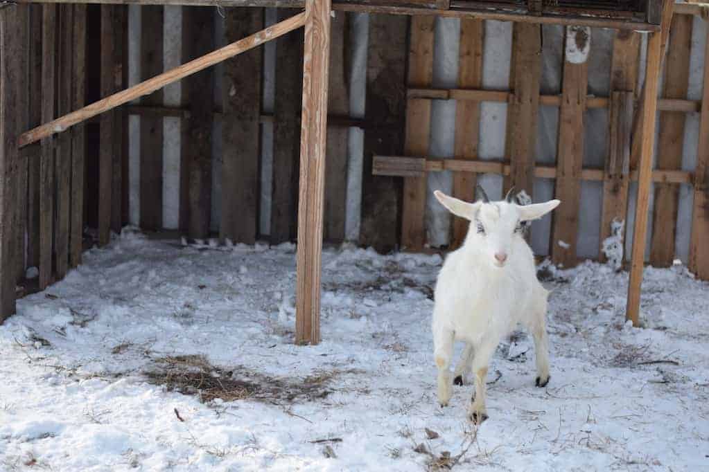 white pygmy goat inside of goat shelter