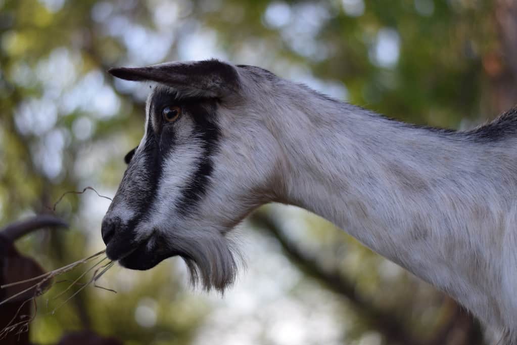 alpine goat, holly