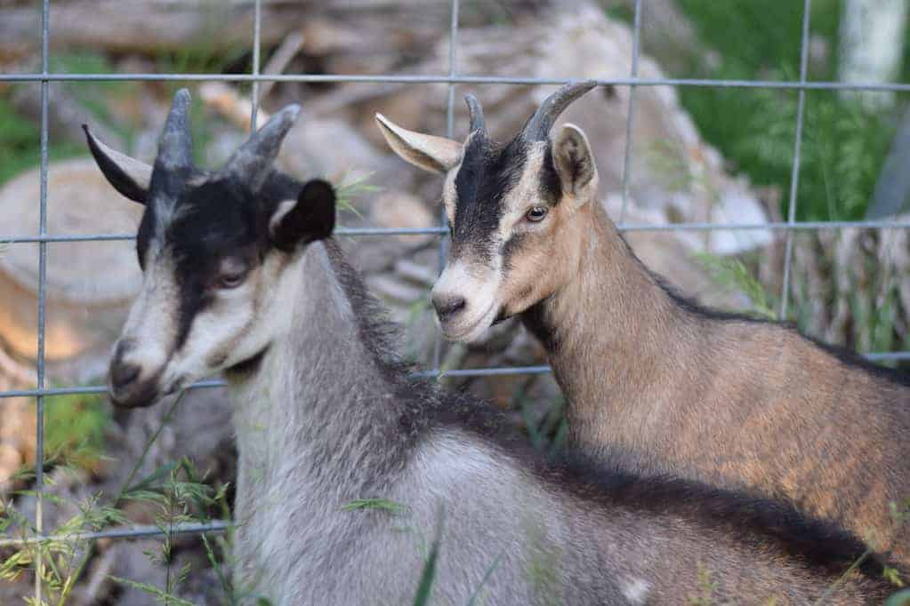 alpine goats, jack & Jill 