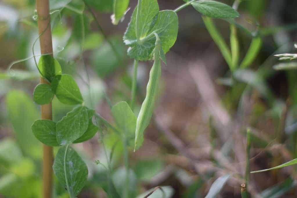 green beans growing on a vine