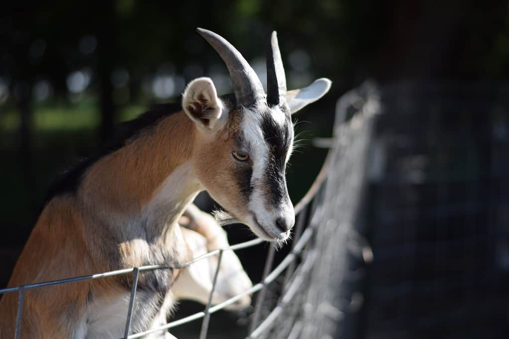 alpine goat climbing a fence