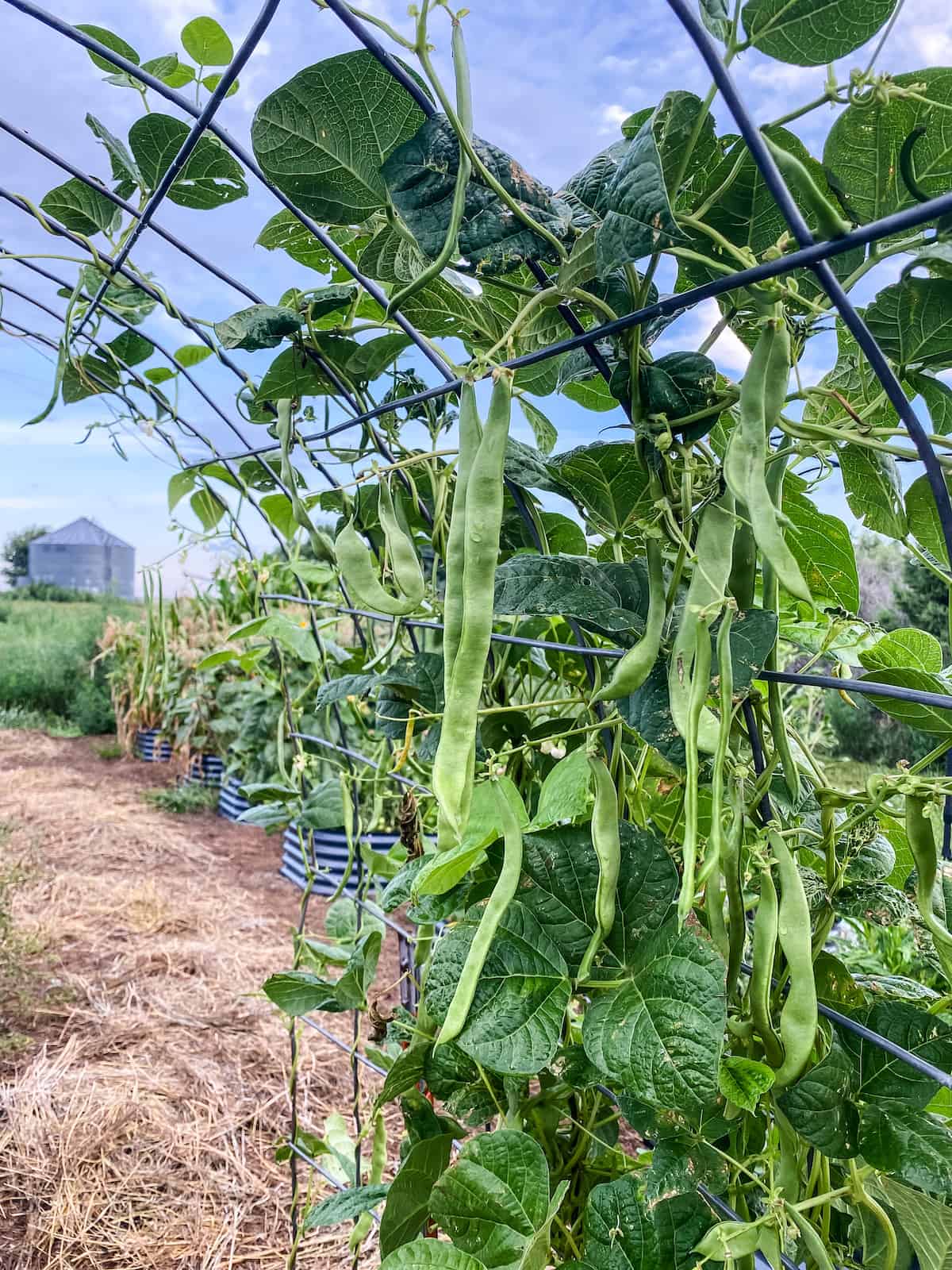 green beans growing over arch trellis.