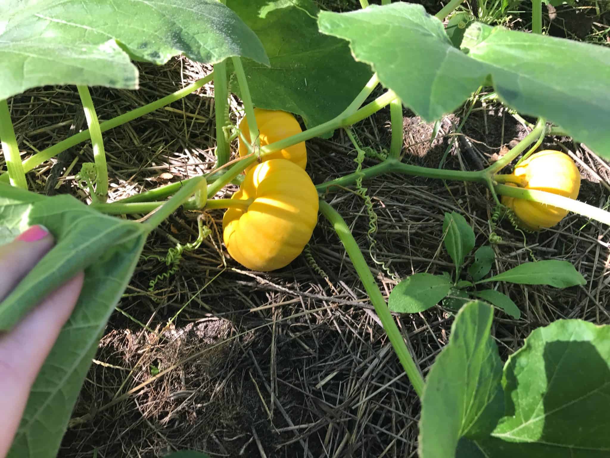 mini pumpkins growing in garden