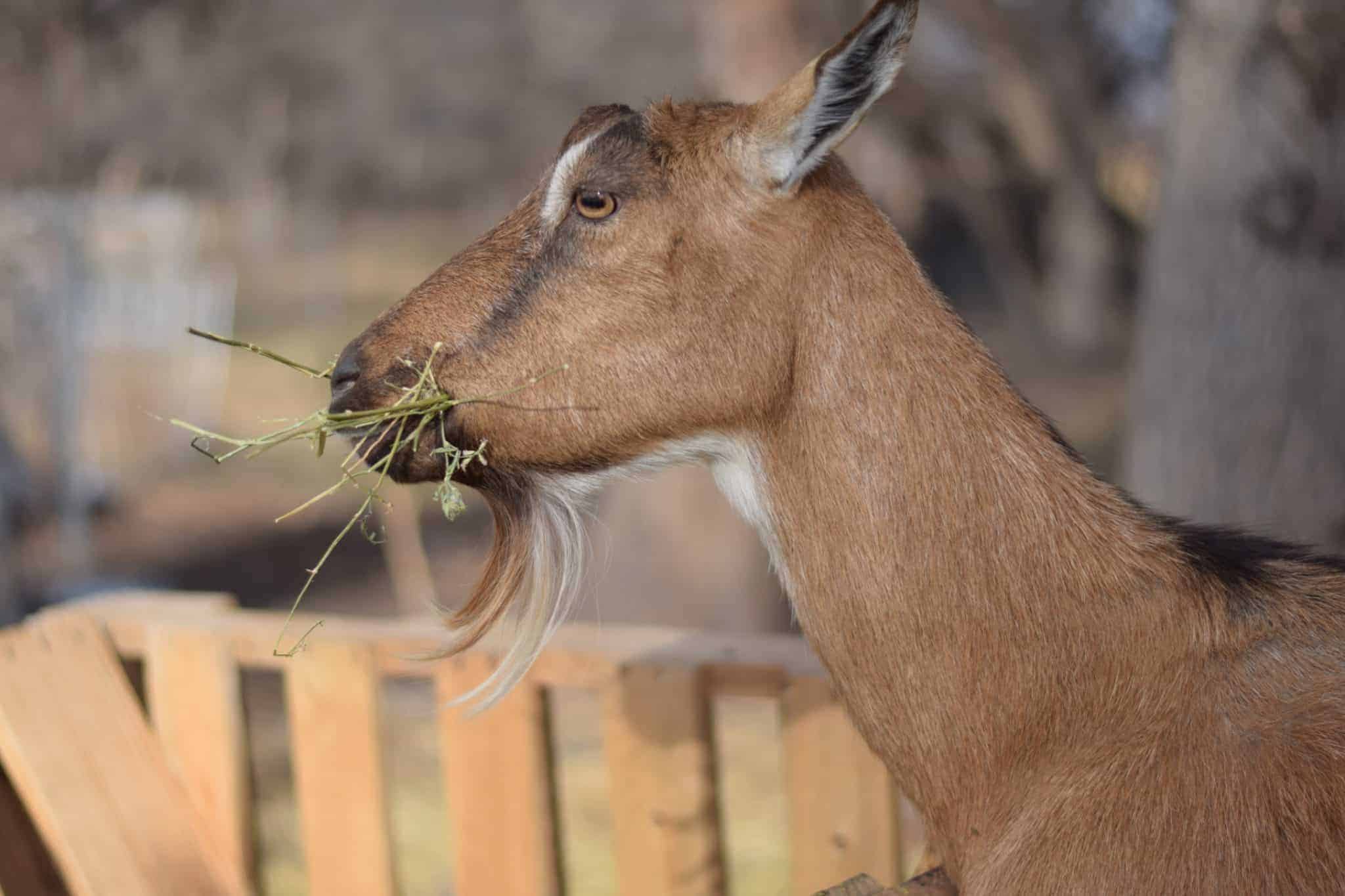 alpine goat eating hay from a feeder