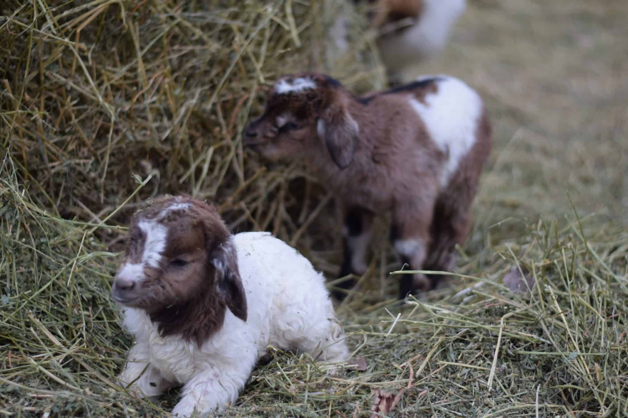 two newborn baby goats standing in a pile of hay