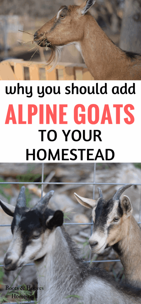 photo collage with two images, with 3 alpine goats