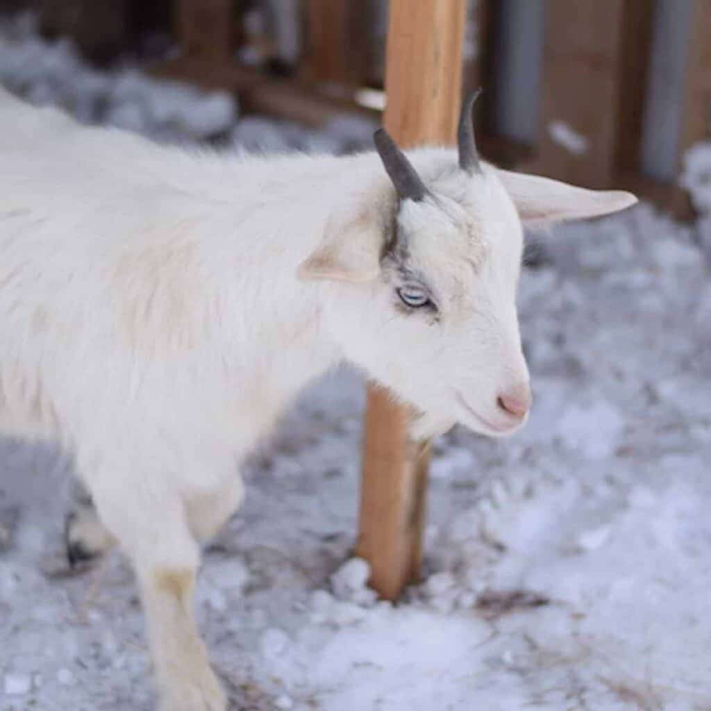 pygmy goat inside diy goat shelter