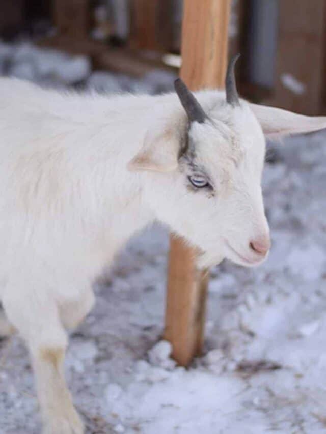 pygmy goat inside diy goat shelter