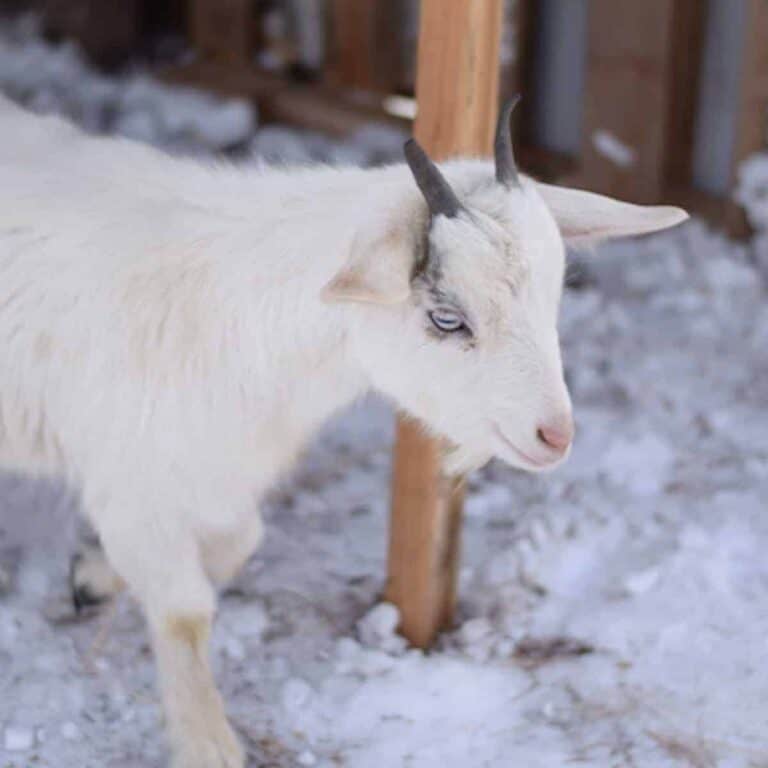 How to Build a Super Frugal Goat Shelter