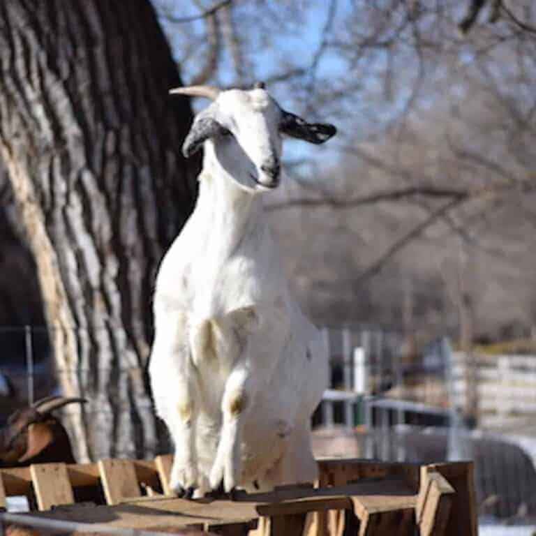 goat standing on top of diy goat feeder