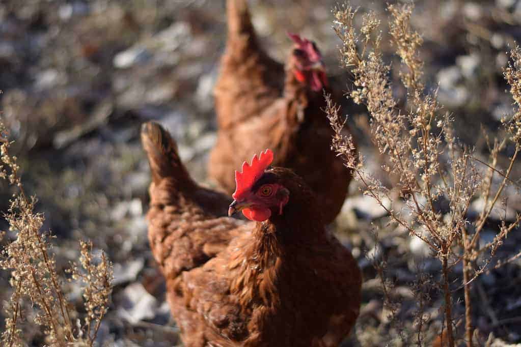 two chickens free ranging in a yard 