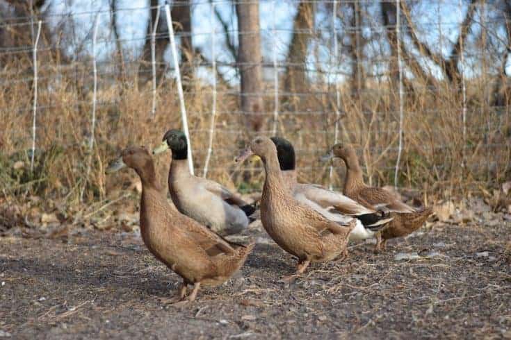 Guide to Raising Chickens in the Winter - Boots & Hooves Homestead