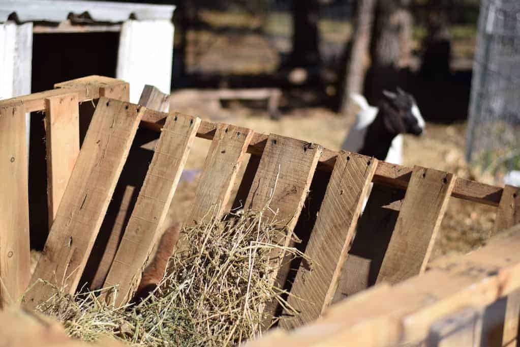 inside view of the goat feeder