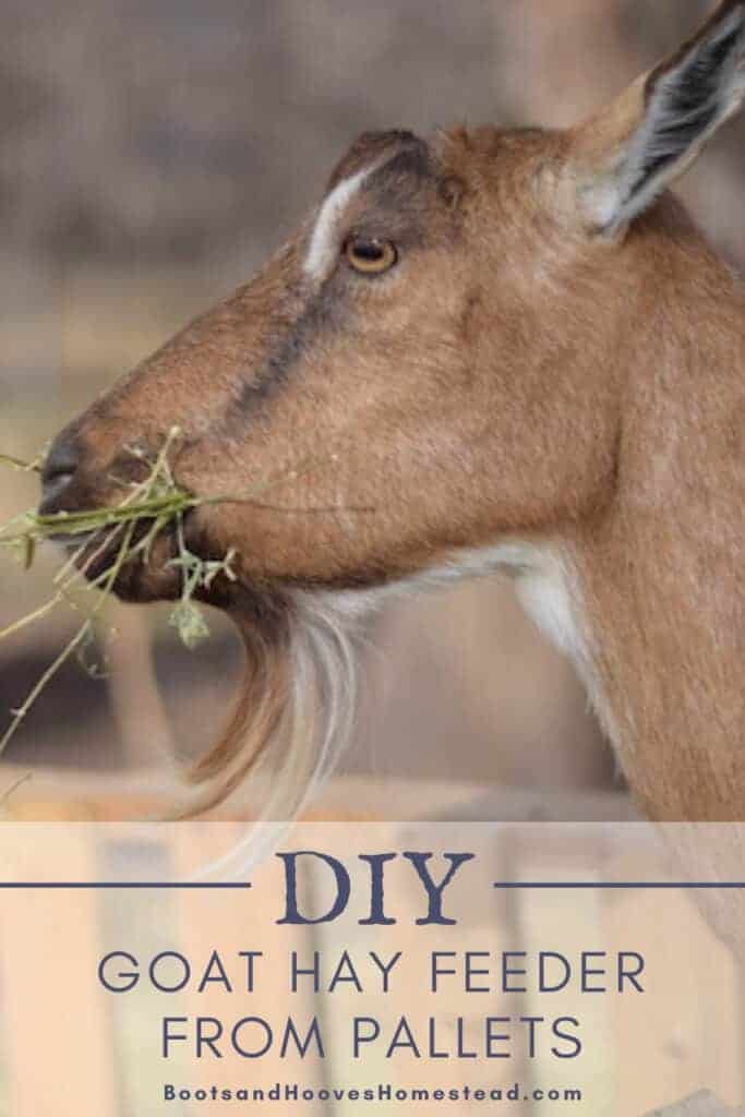 close up shot of goat eating from hay feeder