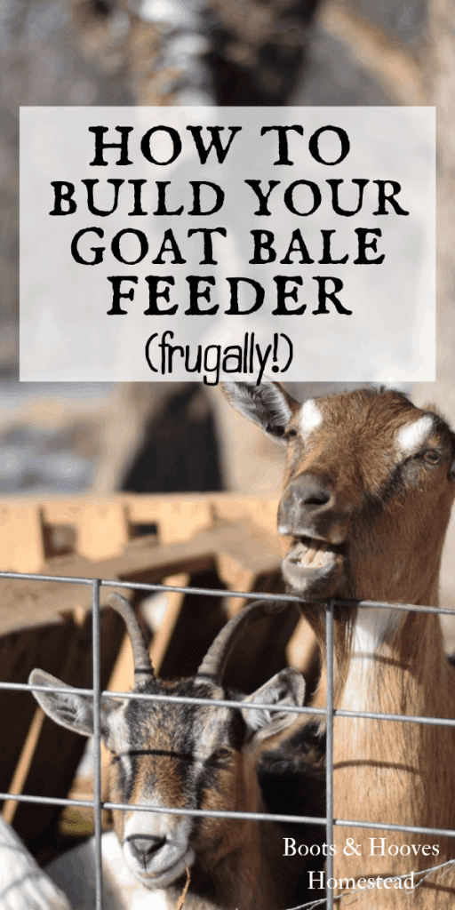 goats standing in pen