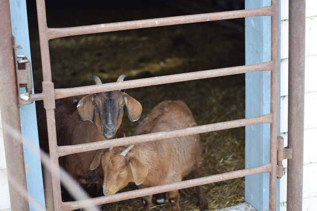 two goats standing behind a gate in the goat barn shelter.