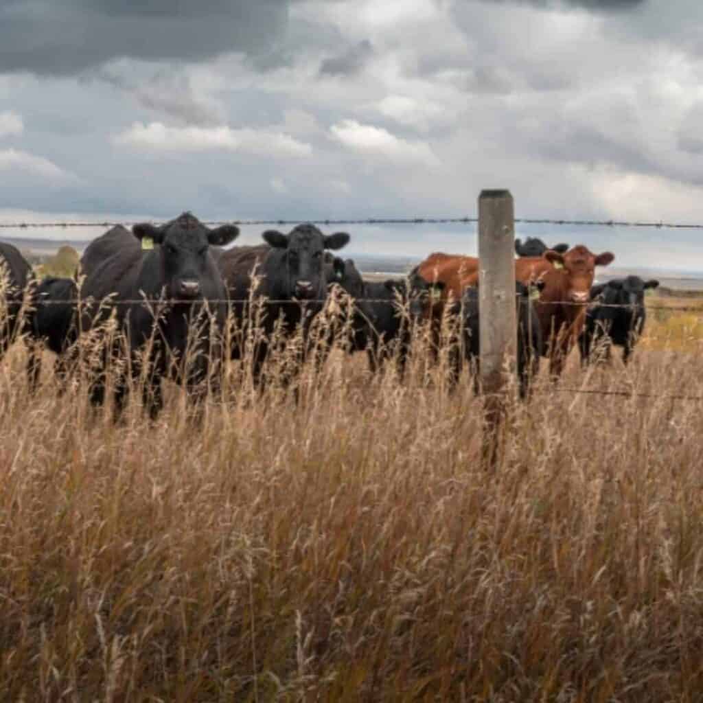 group of cattle grazing in pasture