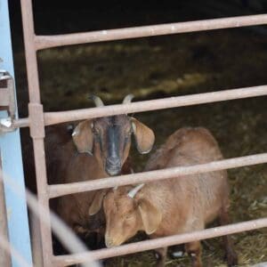 goats inside of new pen